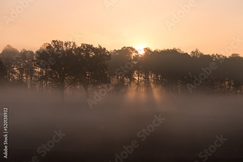 mgła w lesie i wchód słońca © © Jakacki