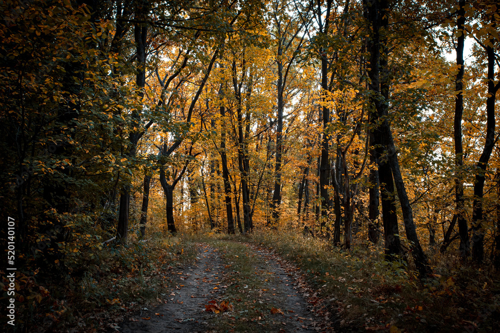Fototapeta premium Autumn landscape with road, colorful autumn nature in nice sunny weather at sunset. Autumn oak forest.