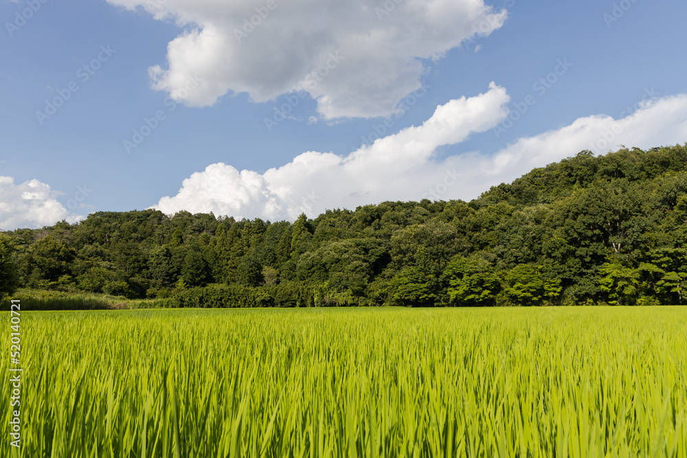 日本の山間の田園風景 日本の山間の田園風景