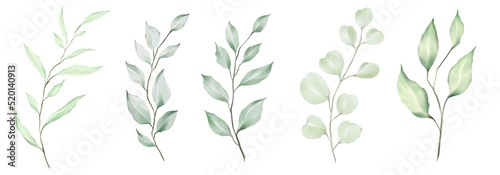 wheat ears Watercolor green leaves collection. Set of lovely watercolor leaves and branches. Botanical illustration.