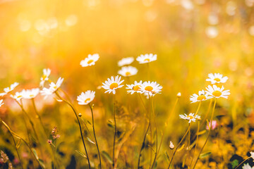Beautiful nature flowers. Abstract sunset field landscape of grass meadow on warm golden hour sunset sunrise time. Tranquil spring summer nature closeup of beauty white chamomiles daisies background