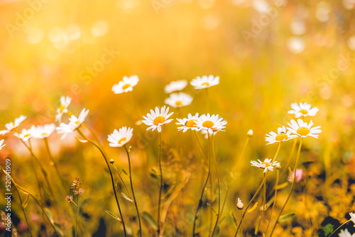 Beautiful nature flowers. Abstract sunset field landscape of grass meadow on warm golden hour sunset sunrise time. Tranquil spring summer nature closeup of beauty white chamomiles daisies background