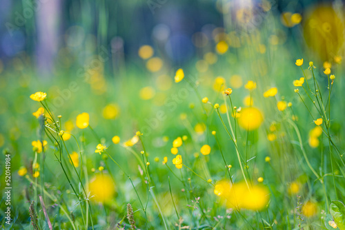 Abstract soft focus sunset field landscape of yellow flowers and grass meadow warm golden hour sunset sunrise time. Tranquil spring summer nature closeup and blurred forest background. Idyllic nature #520141984