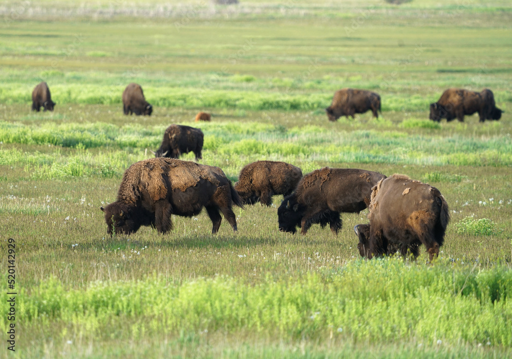 close up on wild bison on the meadow