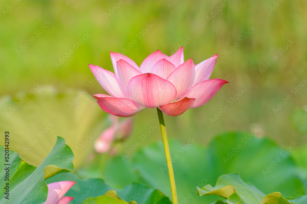 close up on blooming pink lotus flower with green leaves close up on blooming pink lotus flower with green leaves