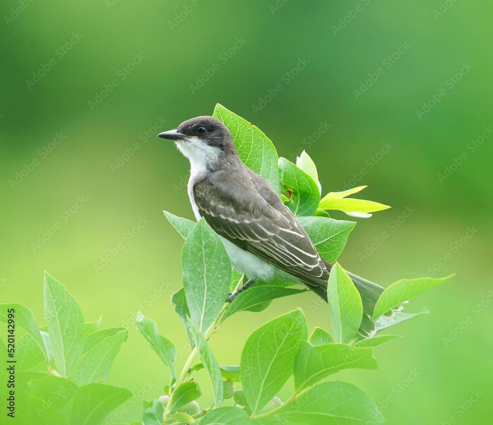 Obraz premium king bird standing on tree branch