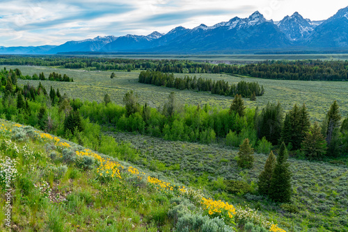 landscape of meadow with blooming flower and snow mountain