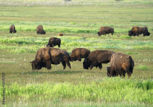 close up on wild bison on the meadow