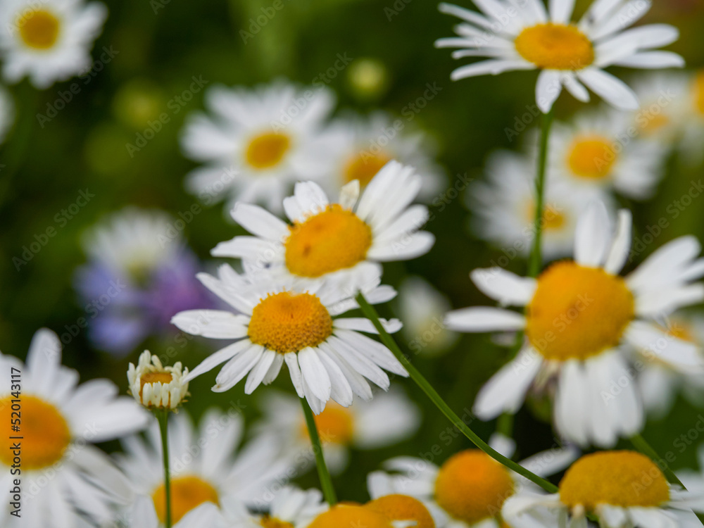 Flowering of daisies. Oxeye daisy, Leucanthemum vulgare, Daisies, Dox-eye, Common daisy, Dog daisy, Moon daisy. Gardening concept