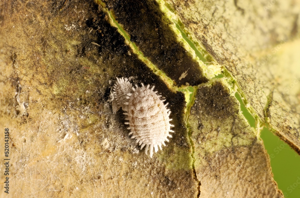 Mealybugs (Pseudococcidae) in eucalypt leaf shelter StockFoto Adobe