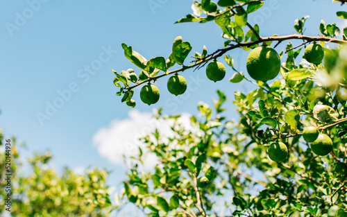 Green lemons on a branch with sky background. Beautiful unripe lemons in a garden with blue sky background, Harvest of green lemons hanging on branches