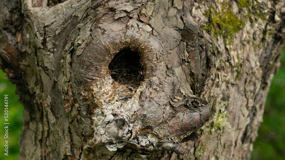 An unusual-looking bark of an old tree in a city park. An unusual-looking bark of an old tree in a city park.