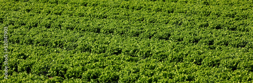 cultivated field with fresh green organic lettuce