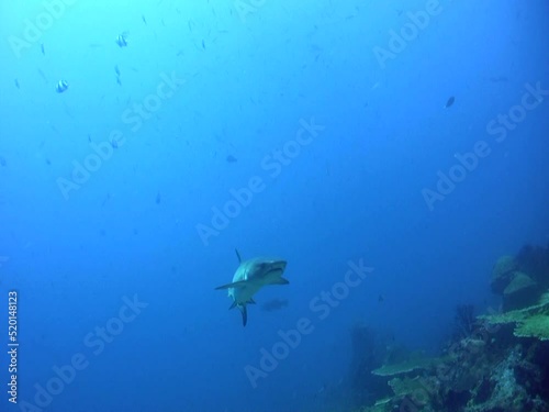 Whitetip reef shark (Triaenodon obesus) swimming over coral reef photo