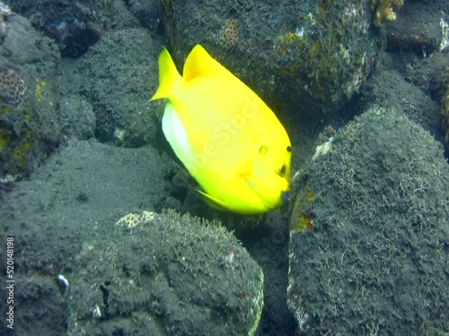 Heralds angelfish (Centropyge heraldi) photo