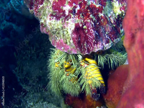 Giant hermit crab (Aniculus maximus) photo