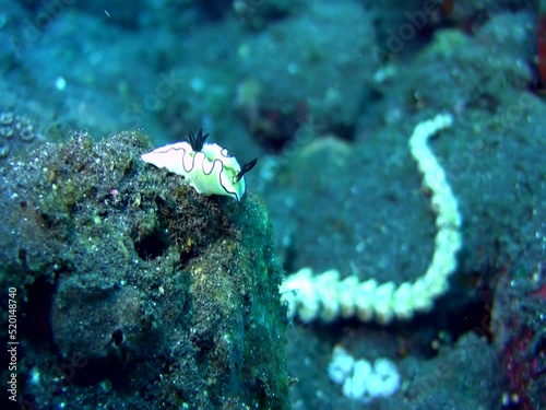 Sea slug or nudibranch Glossodoris astromarginata with pteraeolidia ianthina in the background photo