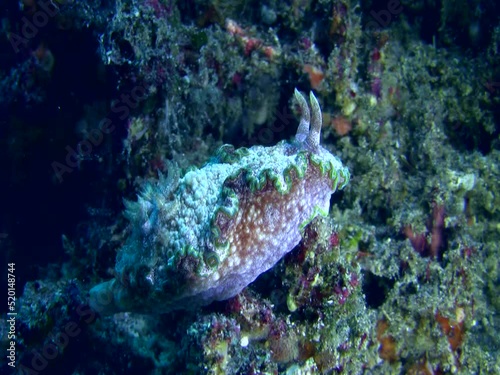 Sea slug or nudibranch Glossodoris cincta photo