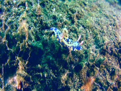 Sea slug or nudibranch Hypselodoris infucata photo