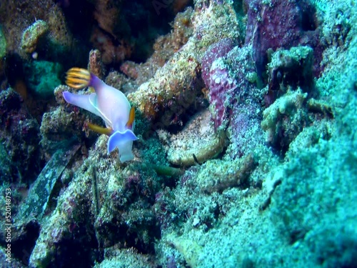 Sea slug or nudibranch Hypselodoris bullocki photo