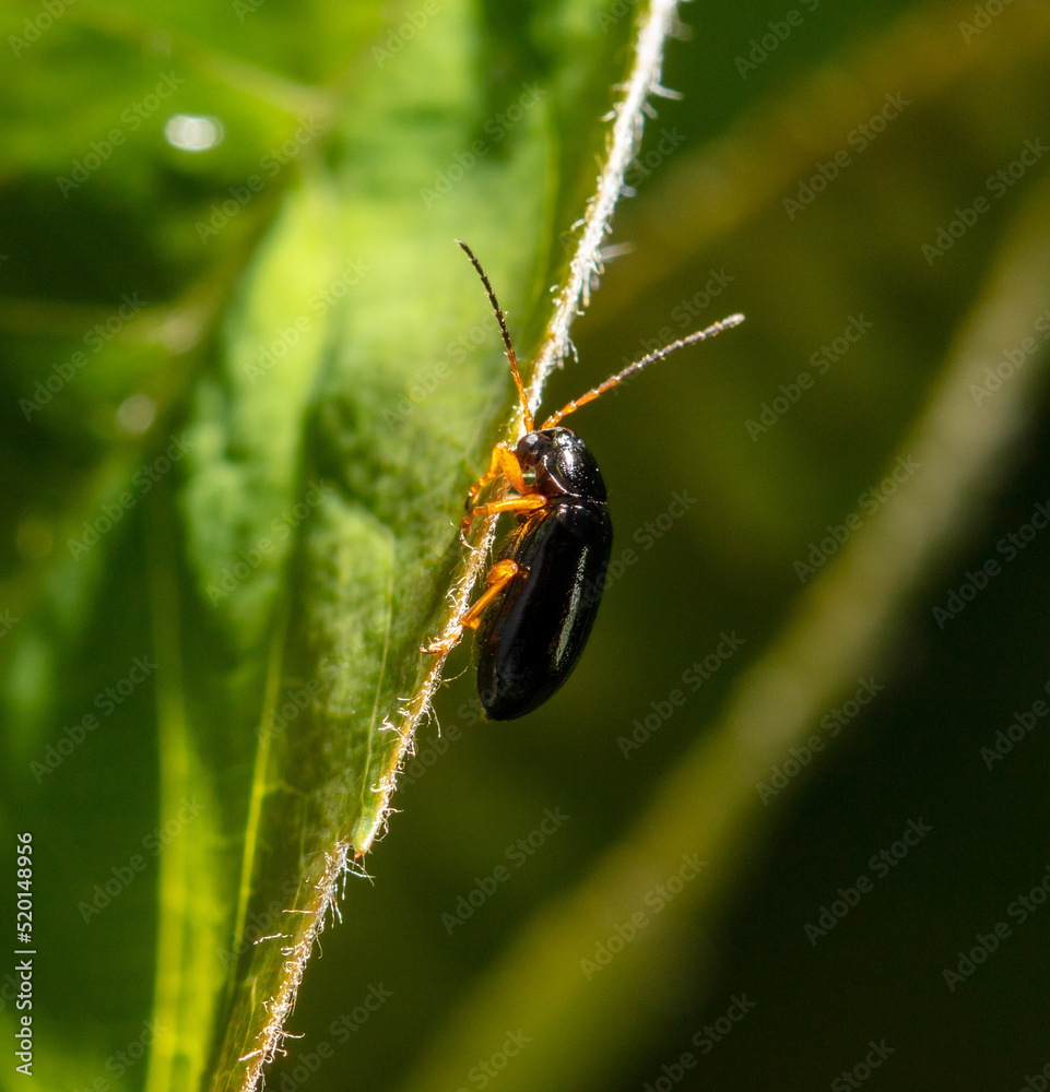 Beetle on a green leaf in nature.
