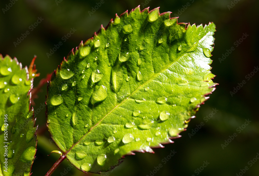 Fototapeta premium Water drops on a green leaf in nature.