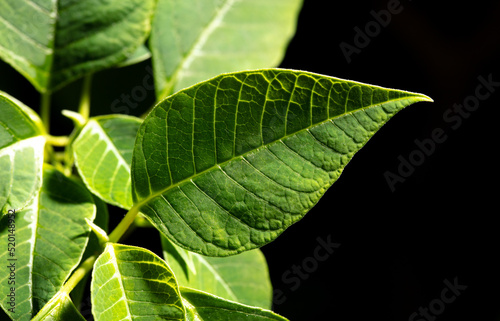 Green leaves on a tree isolated on a black background.