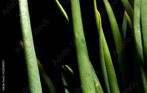 Green onion isolated on black background.
