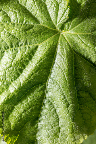 Cucumber leaf in nature as a background.