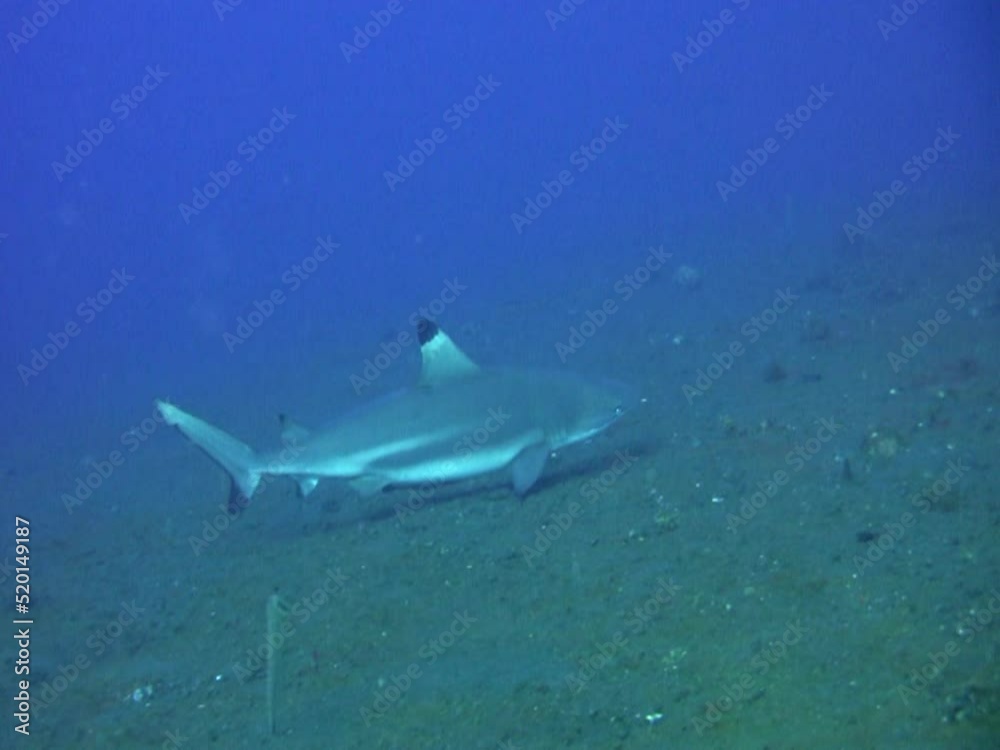 Blacktip reef shark (Carcharhinus melanopterus) swimming close by Blacktip reef shark (Carcharhinus melanopterus) swimming close by