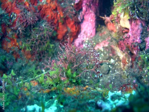 Clear or Brunn�s cleaner shrimp (Urocaridella antonbruunii) photo