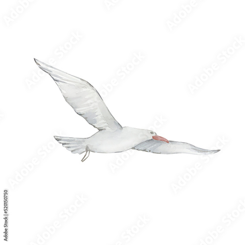 Watercolor white flying seagull