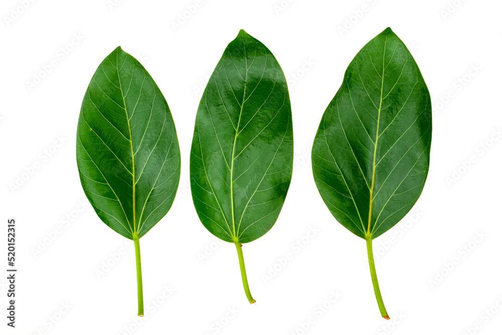banyan tree leaves isolated on white background. natural green leaf banyan tree leaves isolated on white background. natural green leaf