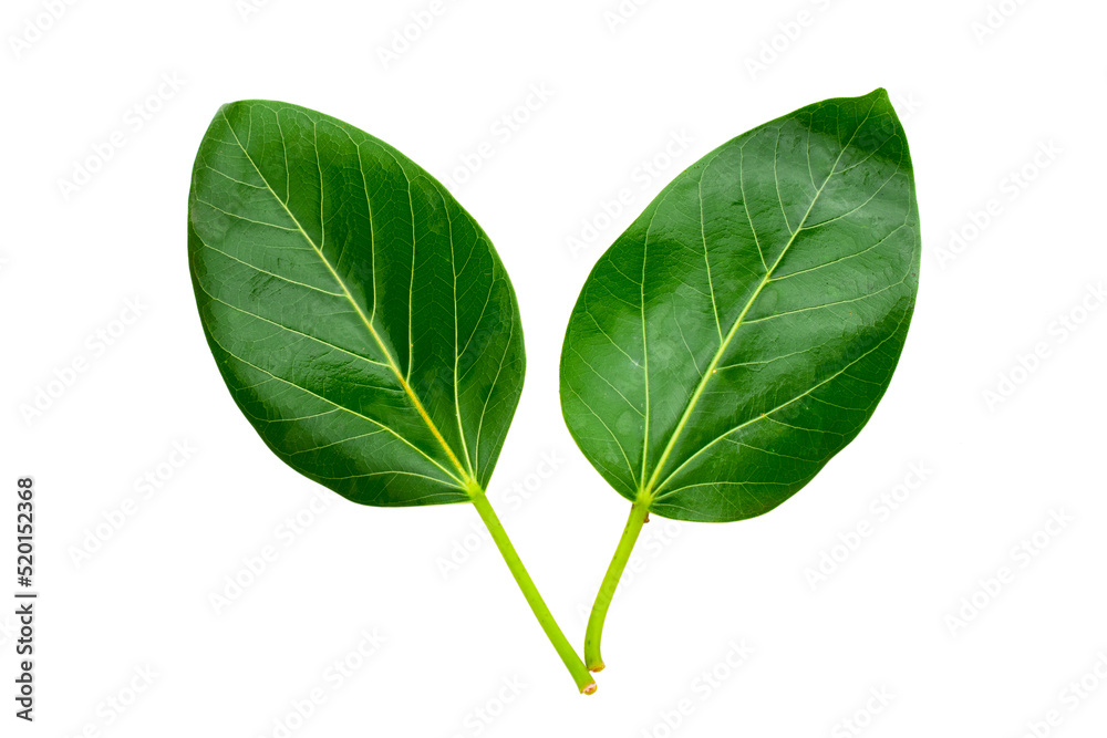 banyan tree leaves isolated on white background. natural green leaf banyan tree leaves isolated on white background. natural green leaf