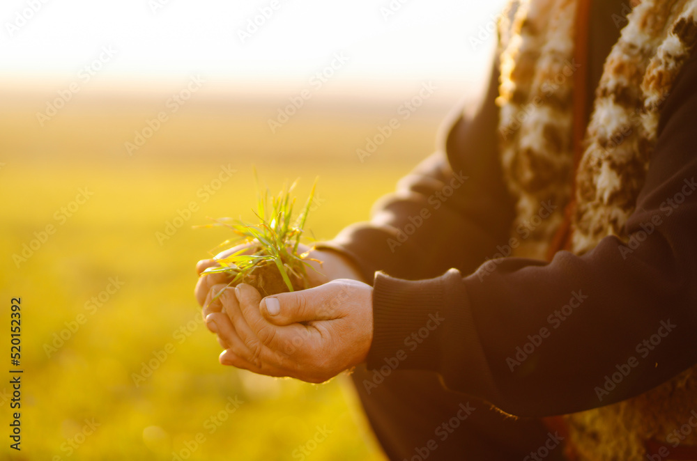 Young wheat sprout in the hands of a farmer.  Agriculture, gardening or ecology concept.