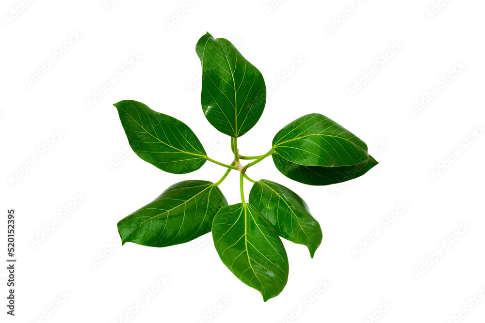 banyan tree leaves isolated on white background. natural green leaf banyan tree leaves isolated on white background. natural green leaf