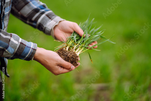 Young wheat sprout in the hands of a farmer.  Agriculture, gardening or ecology concept.