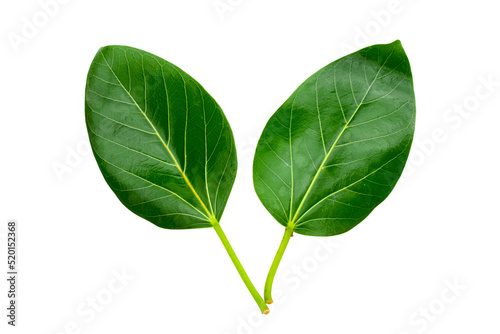 Fotografia banyan tree leaves isolated on white background