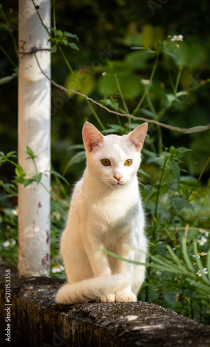 cat on the fence