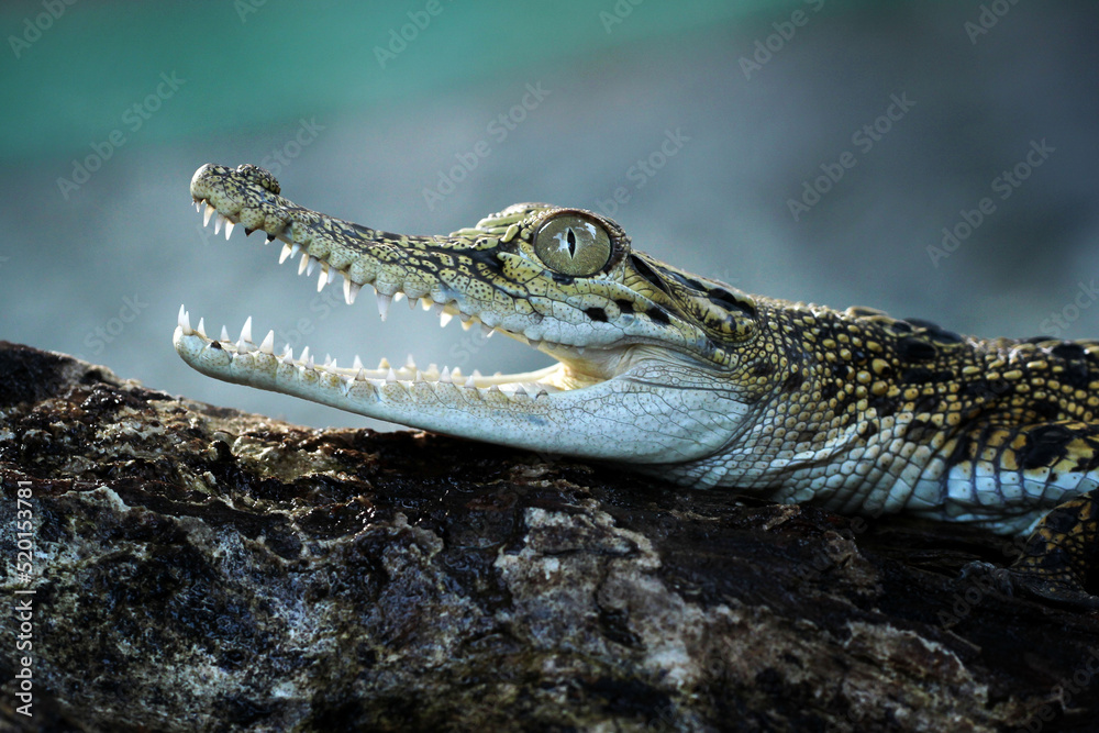 Obraz premium alligator in the everglades