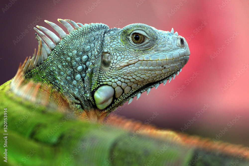 Obraz premium iguana on a branch