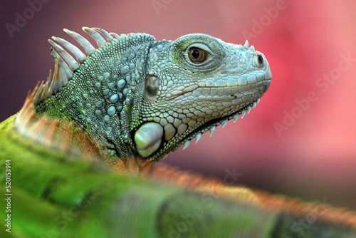 iguana on a branch