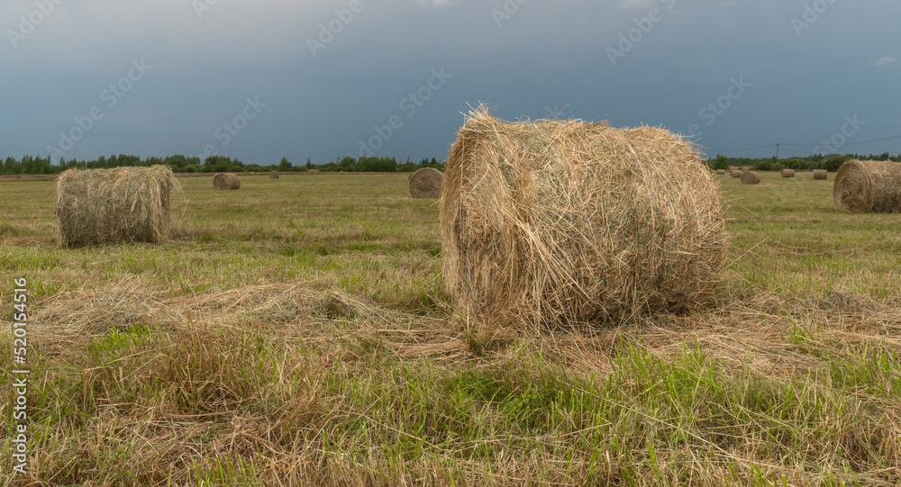 hay in rolls on the field, against the background of a blue sky with clouds