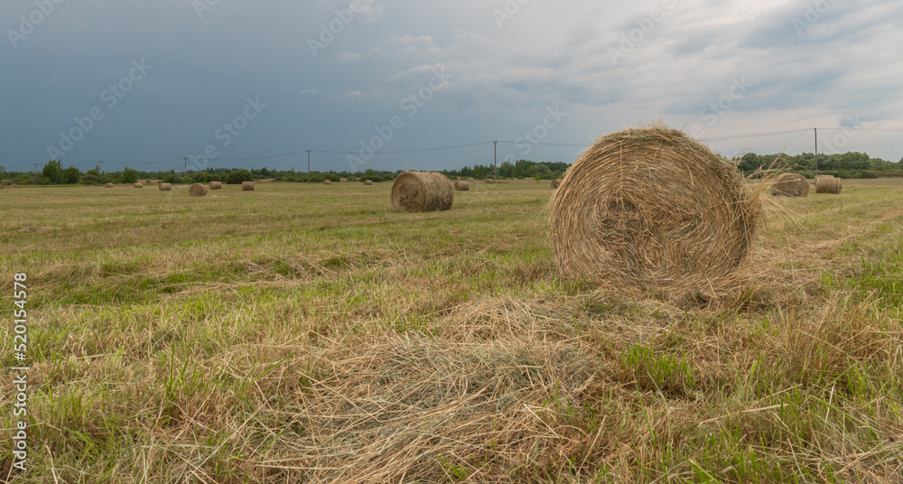 hay in rolls on the field, against the background of a blue sky with clouds hay in rolls on the field, against the background of a blue sky with clouds