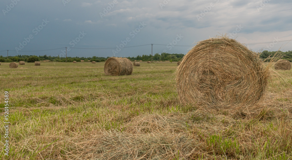 hay in rolls on the field, against the background of a blue sky with clouds