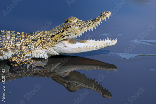 Obraz na plátně crocodile in the water