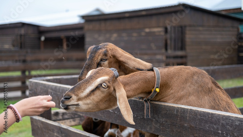Fototapeta Naklejka Na Ścianę i Meble -  goats graze on the farm. goats in close-up on an eco-farm in a pen. The concept of cattle grazing. An animal on the farm.