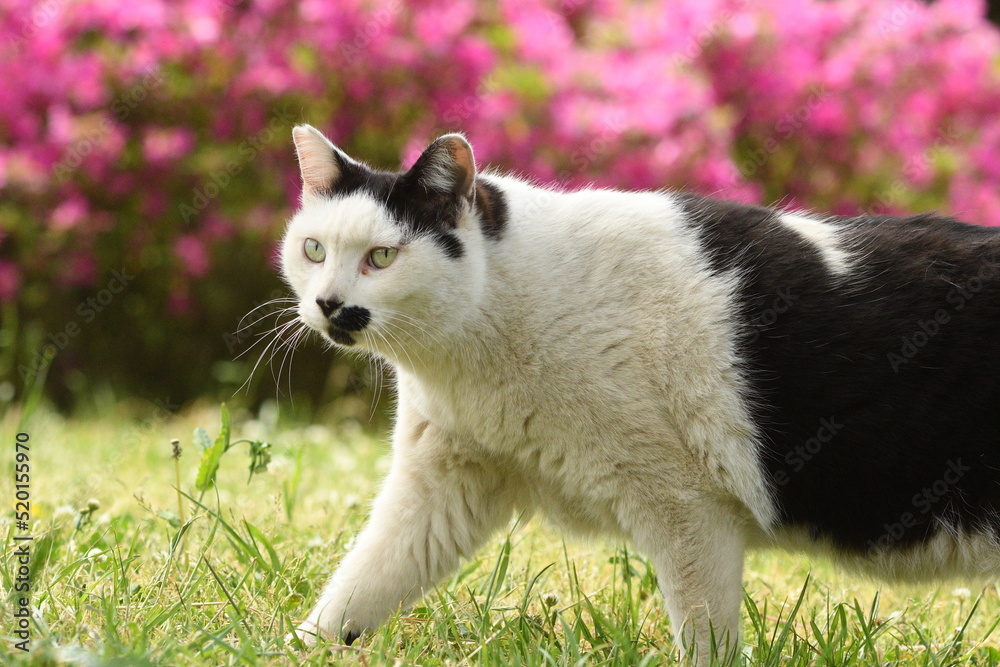 おかっぱ頭の猫が花の前を歩く