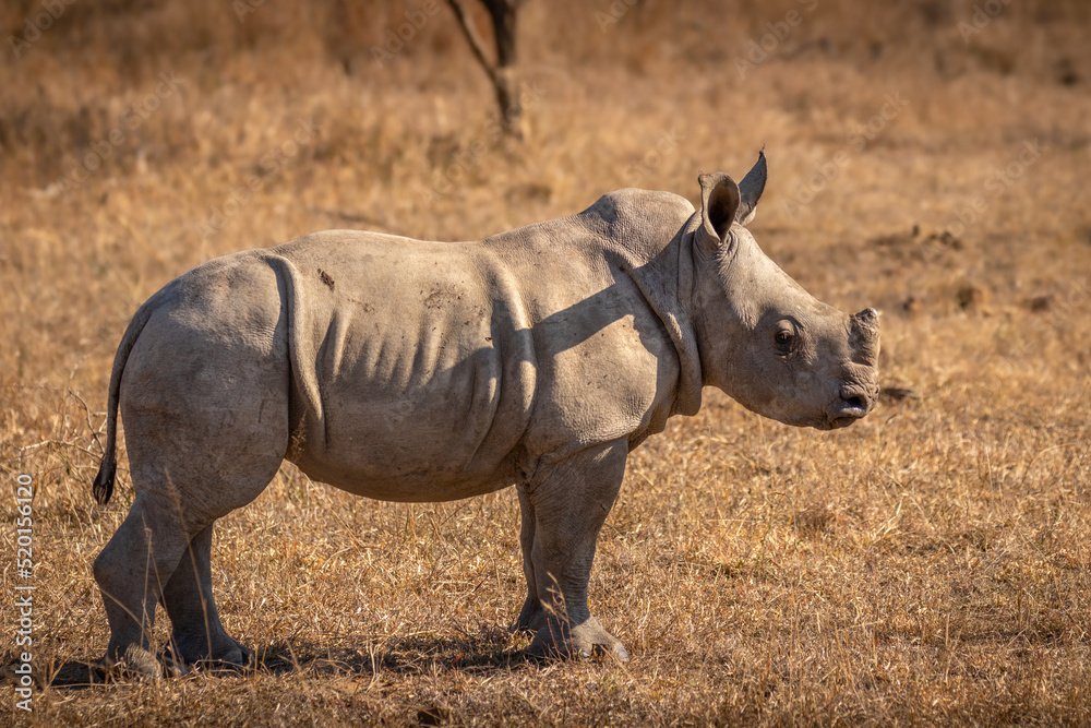 Obraz premium White rhinoceros calf (Ceratotherium simum), Hluhluwe – imfolozi Game Reserve, South Africa.