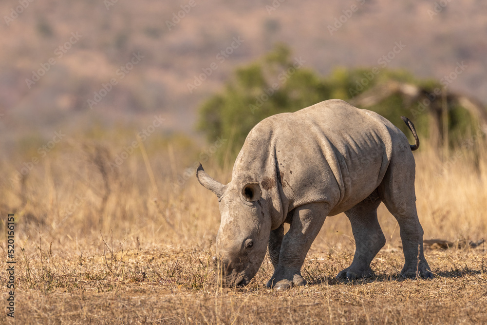 Obraz premium White rhinoceros calf (Ceratotherium simum), Hluhluwe – imfolozi Game Reserve, South Africa.